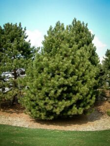 Сосна Чёрная (Pinus Nigra) купить по цене от 270.00р. в интернет-магазине «Посадика» с доставкой почтой в в Саяногорске и по всей России – [изображение №1].