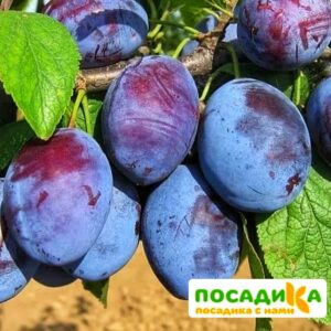 Слива Чачакская ранняя купить по цене от 229.00р. в интернет-магазине «Посадика» с доставкой почтой в в Саяногорске и по всей России – [изображение №1].