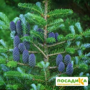 Пихта корейская (Abies koreana) купить по цене от 450.00р. в интернет-магазине «Посадика» с доставкой почтой в в Саяногорске и по всей России – [изображение №1].