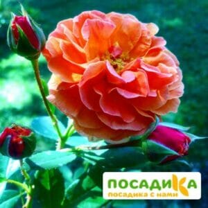 Роза Арабия купить по цене от 350.00р. в интернет-магазине «Посадика» с доставкой почтой в в Саяногорске и по всей России – [изображение №1].