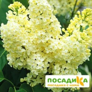 Сирень Примроуз (Primrose) купить по цене от 529.00р. в интернет-магазине «Посадика» с доставкой почтой в в Саяногорске и по всей России – [изображение №1].