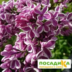 Сирень Сенсация купить по цене от 529.00р. в интернет-магазине «Посадика» с доставкой почтой в в Саяногорске и по всей России – [изображение №1].