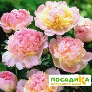 Пион Распберри Сандей (Paeonia Raspberry Sundae) купить по цене от 959р. в интернет-магазине «Посадика» с доставкой почтой в в Саяногорске и по всей России – [изображение №1].