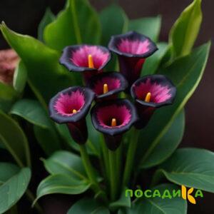 Калла Аура Лейс купить по цене от 400р. в интернет-магазине «Посадика» с доставкой почтой в в Саяногорске и по всей России – [изображение №1].