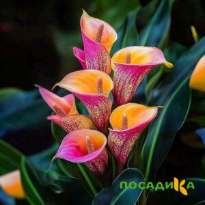 Калла Оникс купить по цене от 450р. в интернет-магазине «Посадика» с доставкой почтой в в Саяногорске и по всей России – [изображение №1].