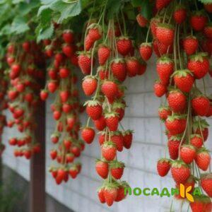 Клубника вьющаяся Комплимент купить по цене от 470р. в интернет-магазине «Посадика» с доставкой почтой в в Саяногорске и по всей России – [изображение №1].