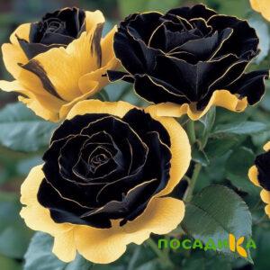 Роза Ханни Сикл купить по цене от 700р. в интернет-магазине «Посадика» с доставкой почтой в в Саяногорске и по всей России – [изображение №1].