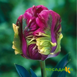 Тюльпан Экзотик Хэвен купить по цене от 186р. в интернет-магазине «Посадика» с доставкой почтой в в Саяногорске и по всей России – [изображение №1].