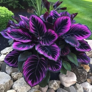 Хоста Люминоза купить по цене от 450р. в интернет-магазине «Посадика» с доставкой почтой в в Саяногорске и по всей России – [изображение №1].