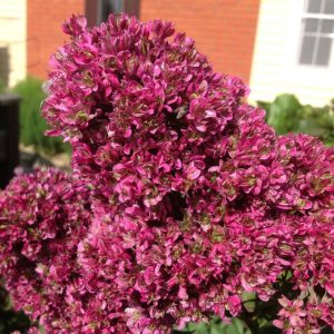 Флокс Филингс купить по цене от 329р. в интернет-магазине «Посадика» с доставкой почтой в в Саяногорске и по всей России – [изображение №1].