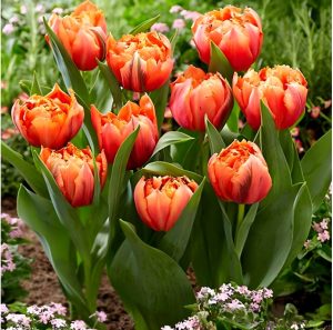 Тюльпан Гудошник Дабл купить по цене от 185р. в интернет-магазине «Посадика» с доставкой почтой в в Саяногорске и по всей России – [изображение №1].