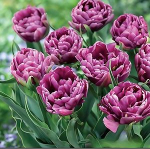 Тюльпан Айс Крим купить по цене от 430р. в интернет-магазине «Посадика» с доставкой почтой в в Саяногорске и по всей России – [изображение №1].