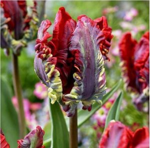 Тюльпан Рококо купить по цене от 350р. в интернет-магазине «Посадика» с доставкой почтой в в Саяногорске и по всей России – [изображение №1].