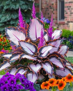 Хоста Кримэн Дрим купить по цене от 549р. в интернет-магазине «Посадика» с доставкой почтой в в Саяногорске и по всей России – [изображение №1].