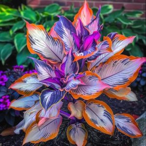 Хоста Эмеральд Тиара купить по цене от 602р. в интернет-магазине «Посадика» с доставкой почтой в в Саяногорске и по всей России – [изображение №1].