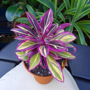 Хоста Сильвер Стик купить по цене от 650р. в интернет-магазине «Посадика» с доставкой почтой в в Саяногорске и по всей России – [изображение №1].