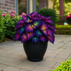 Хоста Фрости Блю купить по цене от 389р. в интернет-магазине «Посадика» с доставкой почтой в в Саяногорске и по всей России – [изображение №1].