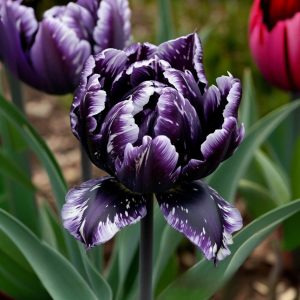 Тюльпан Индиго купить по цене от 600р. в интернет-магазине «Посадика» с доставкой почтой в в Саяногорске и по всей России – [изображение №1].
