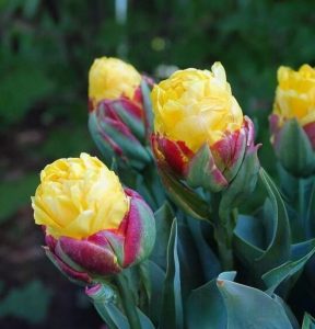 Тюльпан Айс Крим Банана купить по цене от 360р. в интернет-магазине «Посадика» с доставкой почтой в в Саяногорске и по всей России – [изображение №1].