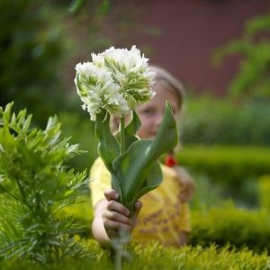 Тюльпан Супер Пэррот купить по цене от 360р. в интернет-магазине «Посадика» с доставкой почтой в в Саяногорске и по всей России – [изображение №1].