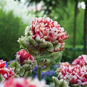 Тюльпан Дабл Флеминг Берд купить по цене от 249р. в интернет-магазине «Посадика» с доставкой почтой в в Саяногорске и по всей России – [изображение №1].