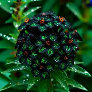 Флокс Ривьера купить по цене от 299р. в интернет-магазине «Посадика» с доставкой почтой в в Саяногорске и по всей России – [изображение №1].