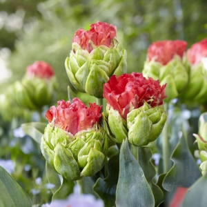 Тюльпан Бычий Глаз купить по цене от 275р. в интернет-магазине «Посадика» с доставкой почтой в в Саяногорске и по всей России – [изображение №1].