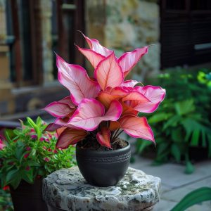 Хоста Розовая Симфония купить по цене от 800р. в интернет-магазине «Посадика» с доставкой почтой в в Саяногорске и по всей России – [изображение №1].