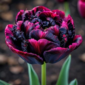 Тюльпан Фламинго купить по цене от 500р. в интернет-магазине «Посадика» с доставкой почтой в в Саяногорске и по всей России – [изображение №1].