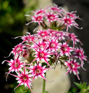 Флокс Метельчатый Путь купить по цене от 456р. в интернет-магазине «Посадика» с доставкой почтой в в Саяногорске и по всей России – [изображение №1].