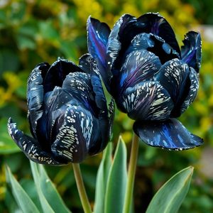 Тюльпан Блю Фог купить по цене от 500р. в интернет-магазине «Посадика» с доставкой почтой в в Саяногорске и по всей России – [изображение №1].