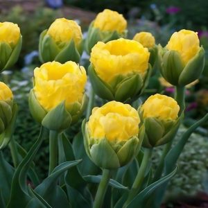 Тюльпан махровый Ванила Коп купить по цене от 159р. в интернет-магазине «Посадика» с доставкой почтой в в Саяногорске и по всей России – [изображение №1].