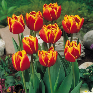 Тюльпан Блэк Фаер купить по цене от 275р. в интернет-магазине «Посадика» с доставкой почтой в в Саяногорске и по всей России – [изображение №1].