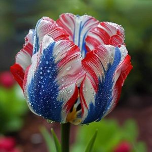 Тюльпан Ремс Сенсейшн купить по цене от 219р. в интернет-магазине «Посадика» с доставкой почтой в в Саяногорске и по всей России – [изображение №1].