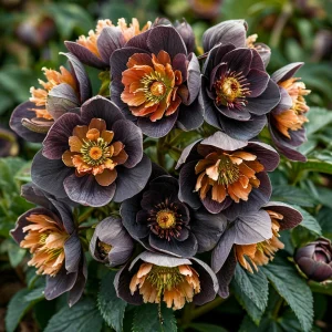 Морозник Блум Айс купить по цене от 499р. в интернет-магазине «Посадика» с доставкой почтой в в Саяногорске и по всей России – [изображение №1].