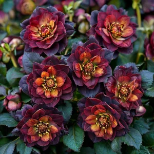 Морозник Сноу Дроп купить по цене от 348р. в интернет-магазине «Посадика» с доставкой почтой в в Саяногорске и по всей России – [изображение №1].