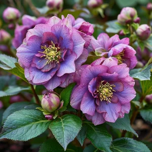 Морозник Айс Принцесс Чарм купить по цене от 650р. в интернет-магазине «Посадика» с доставкой почтой в в Саяногорске и по всей России – [изображение №1].