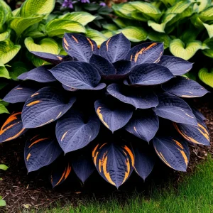 Хоста Умбра купить по цене от 349р. в интернет-магазине «Посадика» с доставкой почтой в в Саяногорске и по всей России – [изображение №1].