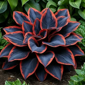 Хоста Солнечный Агат купить по цене от 440р. в интернет-магазине «Посадика» с доставкой почтой в в Саяногорске и по всей России – [изображение №1].