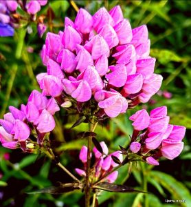 Флокс Бутоник купить по цене от 461р. в интернет-магазине «Посадика» с доставкой почтой в в Саяногорске и по всей России – [изображение №1].