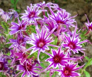 Флокс Звездное Кружево купить по цене от 361р. в интернет-магазине «Посадика» с доставкой почтой в в Саяногорске и по всей России – [изображение №1].