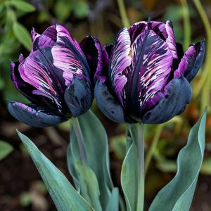 Тюльпан Блэк Каньон купить по цене от 305р. в интернет-магазине «Посадика» с доставкой почтой в в Саяногорске и по всей России – [изображение №1].