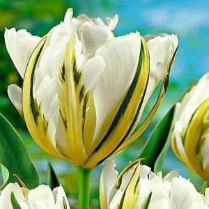 Тюльпан Экзотик Пуруссима купить по цене от 305р. в интернет-магазине «Посадика» с доставкой почтой в в Саяногорске и по всей России – [изображение №1].