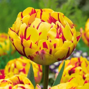 Тюльпан махровый Голден Ницц купить по цене от 361р. в интернет-магазине «Посадика» с доставкой почтой в в Саяногорске и по всей России – [изображение №1].