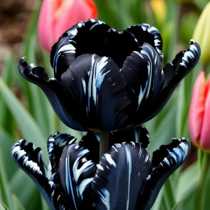 Тюльпан Шелк Нуар купить по цене от 219р. в интернет-магазине «Посадика» с доставкой почтой в в Саяногорске и по всей России – [изображение №1].
