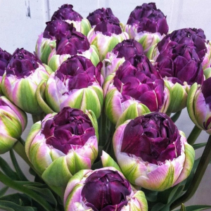 Тюльпан Анаконда купить по цене от 450р. в интернет-магазине «Посадика» с доставкой почтой в в Саяногорске и по всей России – [изображение №1].