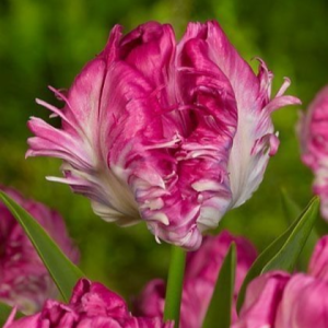 Тюльпан махровый Кул Кристал купить по цене от 400р. в интернет-магазине «Посадика» с доставкой почтой в в Саяногорске и по всей России – [изображение №1].