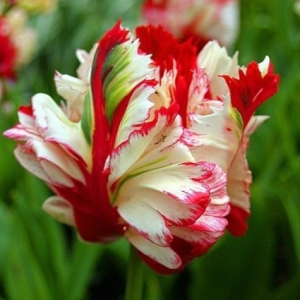 Тюльпан Эстелла Рижнвельд купить по цене от 500р. в интернет-магазине «Посадика» с доставкой почтой в в Саяногорске и по всей России – [изображение №1].