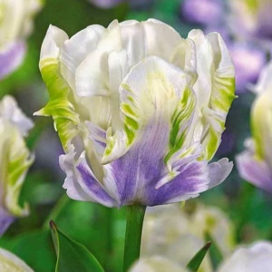 Тюльпан Уайт Лизарт купить по цене от 360р. в интернет-магазине «Посадика» с доставкой почтой в в Саяногорске и по всей России – [изображение №1].