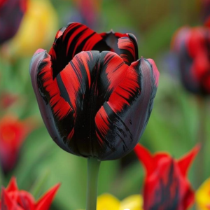 Тюльпан Блэк Перрот купить по цене от 351р. в интернет-магазине «Посадика» с доставкой почтой в в Саяногорске и по всей России – [изображение №1].